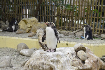 Penguin on top of the rock