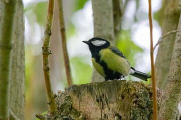 Fototapeta premium great tit on a tree