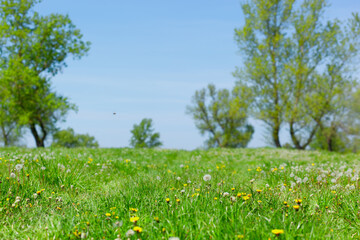 Small meadow hill filled with yellow and white daffodil flowers with blue sky and some trees in background, summer day