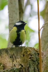 Obraz premium great tit on a tree