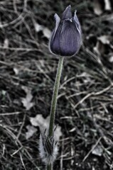 greater pasque flower