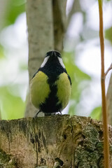 great tit on a tree
