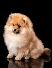 Light brown Pomeranian Spitz puppy sits sideways on black background.