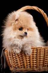 Lovely Pomeranian Spitz puppy sits inside a wicker basket.