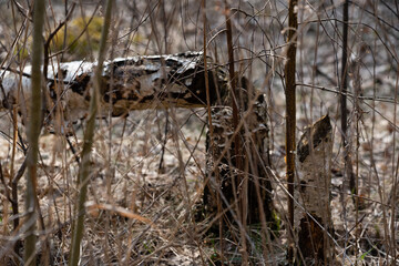fallen birch trunks on dry grass