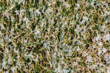 Yellowed grass after spring frost and snow. Lawn care and rescue