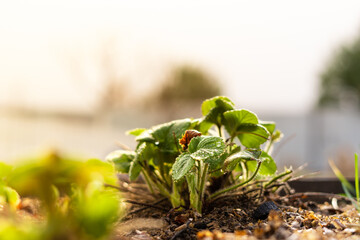 Homemade strawberry leaves in a home garden after a spring rain in the sun