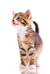 Tricolor cat in front of white background.