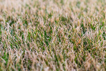 Green lawn after winter close-up. Spring grass care