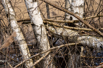 fallen birch trunks on dry grass