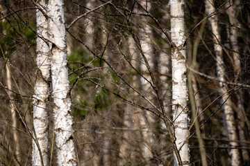 white birch trunks and dry grass stalks and blue ara water background