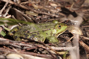 Teichfrosch / Pond frog