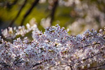 Cherry blossom at the park daytime
