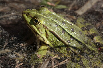 Teichfrosch / Pond frog