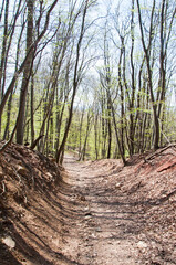 path in the forest