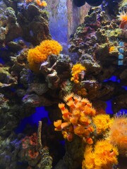 Fototapeta na wymiar fish swim behind glass in the aquarium