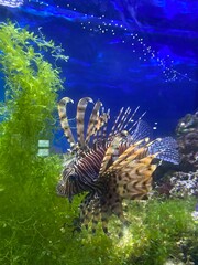 Fototapeta na wymiar fish swim behind glass in the aquarium