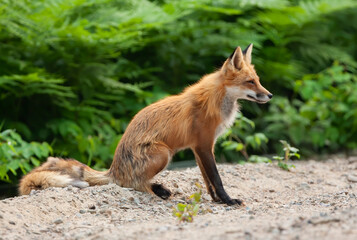 Naklejka na ściany i meble Red fox sitting by the roadside in Algonquin Park, Canada