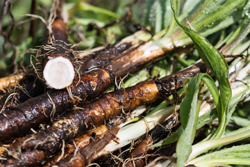 Scorzonera spanish black salsify close up, root vegetables freshly harvested from the summer garden and dirty with soil, white innerflesh and green top leaves, food background with selective focus