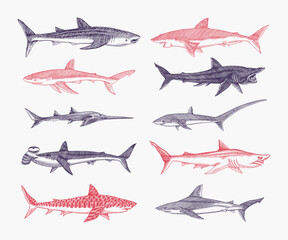 Sharks set.Great white shark, Sixgill sawshark. Basking Sand Tiger Hammerhead Thresher Atlantic Bull Mackerel Whale Blue sharks. Marine fish. Sea life. Hand drawn vintage sketch for logo or t-shirt.