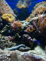 Naklejka na ściany i meble fish swim behind glass in the aquarium