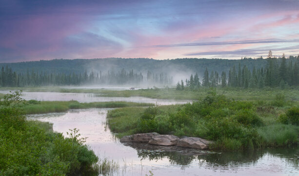 Bull Moose Alces Alces Grazing In The Foggy Autumn Marshes Of Opeongo Lake In Algonquin Park, Canada