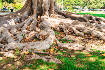 Naklejka na ściany i meble Tree with large roots lying on the ground, California