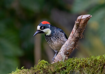 Acorn woodpecker (Melanerpes formicivorus) perched on a branch in the jungles of Costa Rica.  - obrazy, fototapety, plakaty