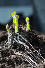 Sprouting potato seedling of early rose heirloom variety, little green shoots with hairy leaves and...