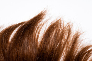 Strand of dark brown hair on a white background