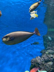 fish swim behind glass in the aquarium