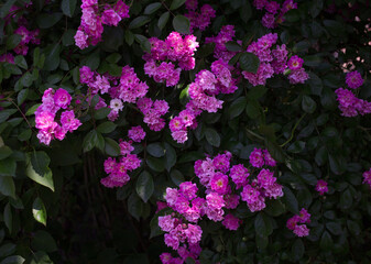 lush pink-blooming rose bush. Summer time, fragrant flowers, floral background