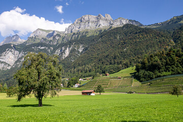 Fototapeta na wymiar Farmland at the foot of the Swiss Alps in Switzerland