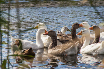 domestic geese and ducks swim on the river near the village