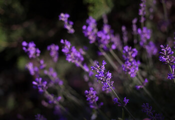 Plakat Purple fragrant lavender flowers beautifully illuminated by sunlight against a dark background. Photography in a dark key. Flower background. Selective focus