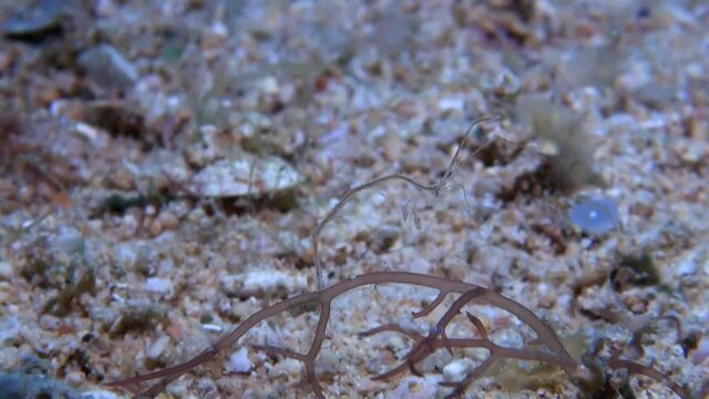
Skeleton Shrimp (Caprellidae) - Close Up- Philippines