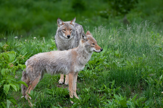 Two coyotes Canis latrans standing in a grassy green field in springtime in Canada