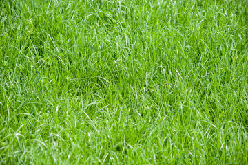 natural green trimmed grass field