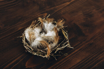 Bird's nest with feathers