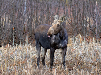 A cow moose (Alces alces) with her tongue sticking out strolling through a field in springtime in Algonquin Park