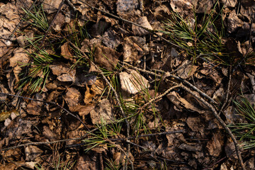 fall leaves close-up in the spring when they have remained brown sun dry