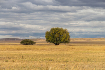 tree in the field, autumn landscape, loneliness in the steppe, Kazakh steppe, beautiful nature