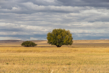 Fototapeta premium tree in the field, autumn landscape, loneliness in the steppe, Kazakh steppe, beautiful nature
