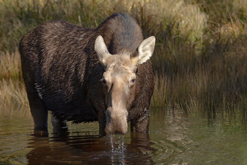 Cow Moose Alces alces grazing in a small pond in Algonquin Park, Canada in spring