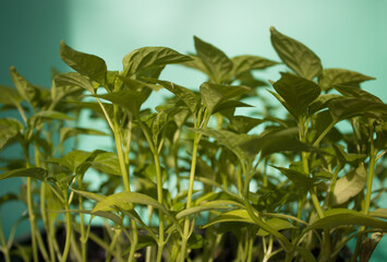 Green sprouts grown grown from seeds at home backlit by the sun on light green background. Organic home gardening, nature care, eco-friendly concept. Vegan and healthy eating concept. 