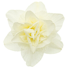 Light-creamy daffodil flower, flower of narcissus, isolated on white background