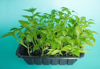 Green sprouts grown grown from seeds at home backlit by the sun on light green background. Organic home gardening, vegan and healthy eating , eco-friendly concept. Reuse of food plastic containers.