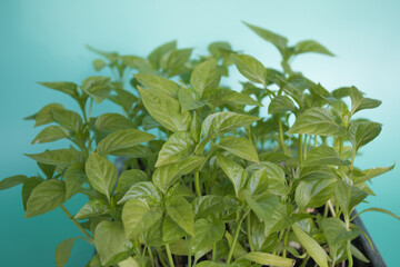 Green sprouts grown grown from seeds at home backlit by the sun on light green background. Organic home gardening, nature care, eco-friendly concept. Vegan and healthy eating concept. 