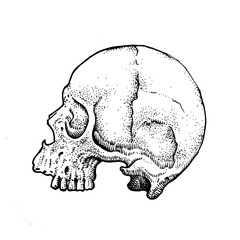 human skull on black