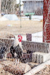Rooster sitting inside the chicken yard © Ida Wastensson